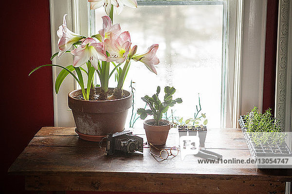 Hochwinkelansicht von Topfpflanzen und Geräten auf dem Tisch zu Hause