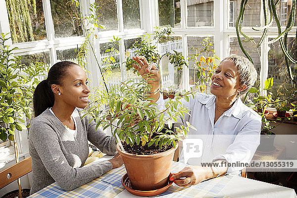 Mother and daughter examining plant while sitting on chairs at greenhouse