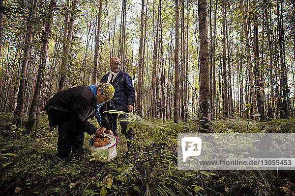 Farm workers collecting mushrooms in forest