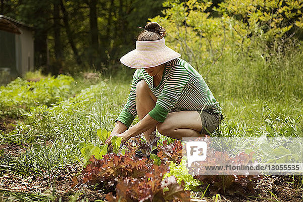 Frau kauert beim Ernten von Blattgemüse auf dem Bauernhof