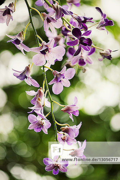 Nahaufnahme von Orchideenblüten am Stiel