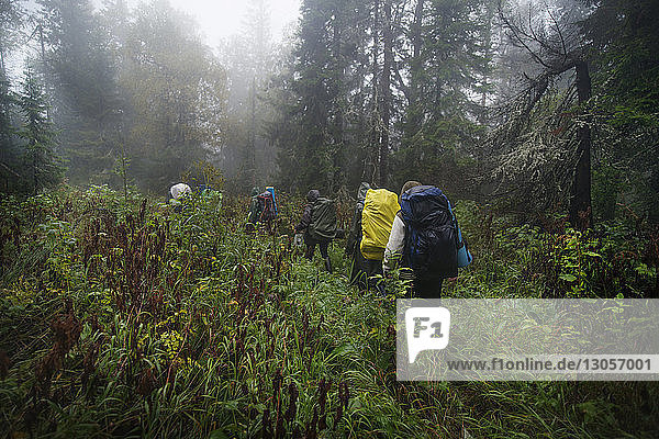 Rear view of friends walking with backpacks in forest