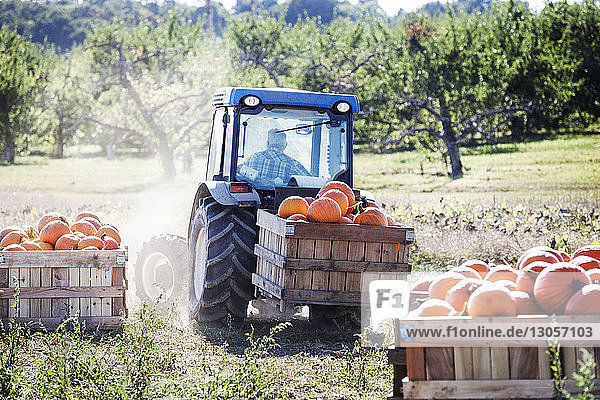 Landwirt transportiert Kürbisse im Traktor auf Grasfeld
