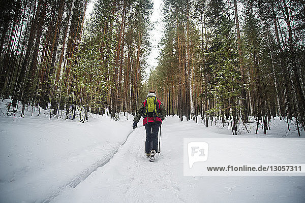 Rear view of hiker with backpack walking in forest during winter
