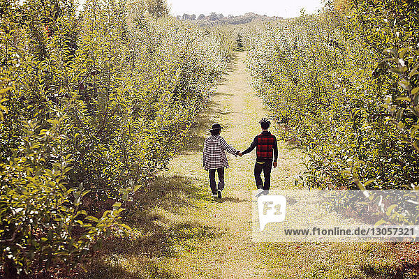 Paar mit Händchenhalten beim Gehen im Obstgarten