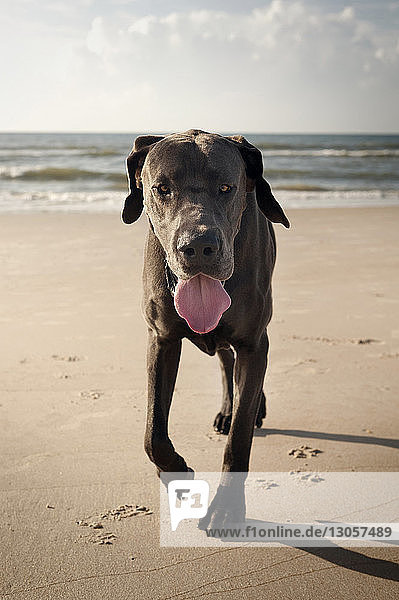 Porträt einer Dogge  die am Strand gegen den Himmel läuft