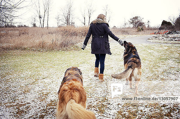Rückansicht einer Frau mit Hunden  die im Winter auf dem Feld spazieren gehen