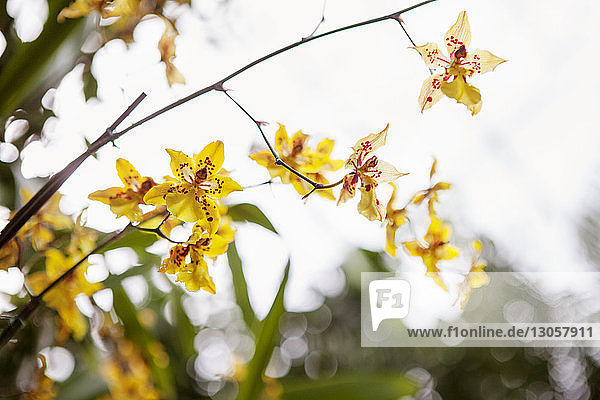 Gelbe Orchideenblüten gegen den Himmel