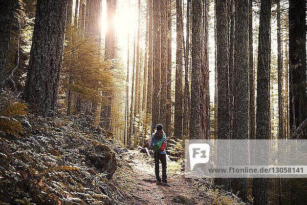 Weibliche Wanderin steht auf Weg zwischen Bäumen im Wald