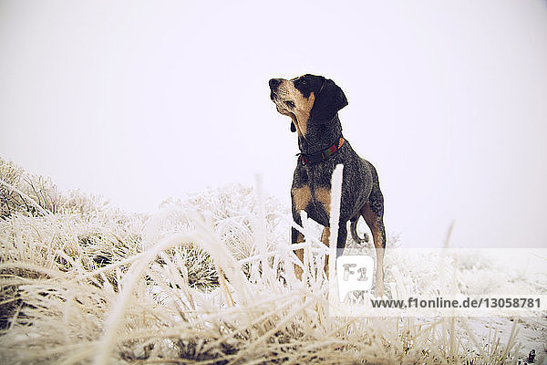 Black dog standing amidst frozen grass on field