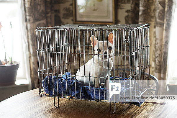 Porträt einer französischen Bulldogge im Käfig sitzend