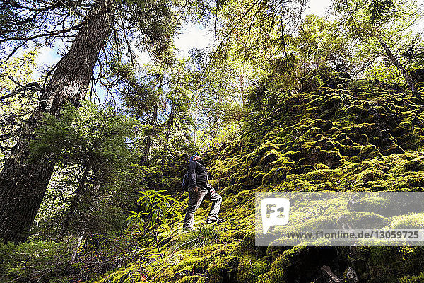 Low angle view of man climbing moss covered rock in forest