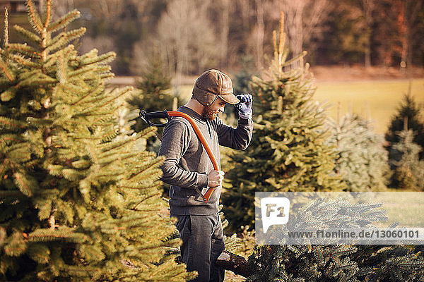Man looking at chopped pine tree while standing in tree farm