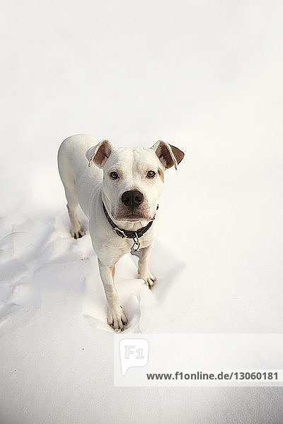 Porträt eines auf einem Schneefeld stehenden Hundes