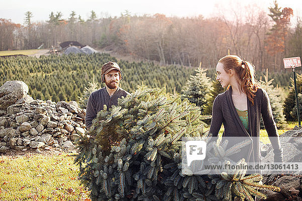 Couple looking at each other while carrying chopped pine tree at tree farm