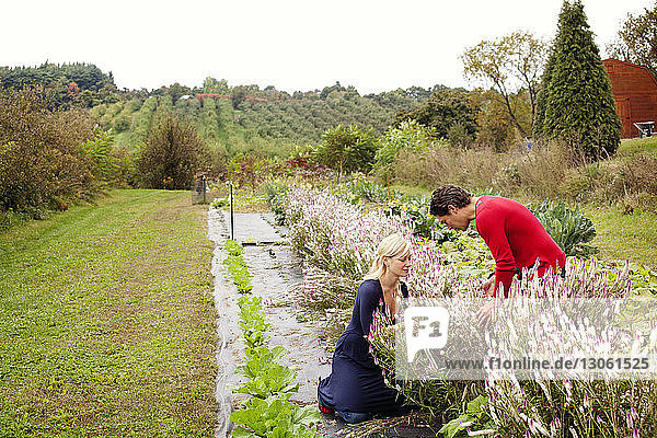 Mann und Frau untersuchen Pflanzen auf dem Bauernhof