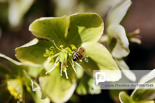 Nahaufnahme einer Honigbiene  die eine grüne Blüte bestäubt