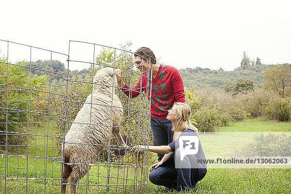 Couple playing with sheep on grassy field