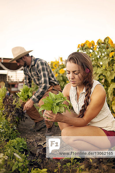 Woman looking at plant while working in farm