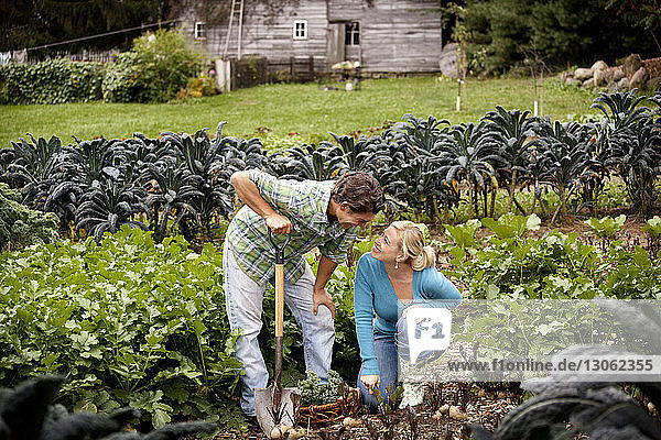 Happy couple harvesting vegetables at farm