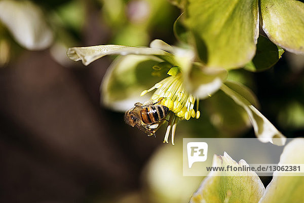 Nahaufnahme einer Honigbiene  die eine Blüte bestäubt