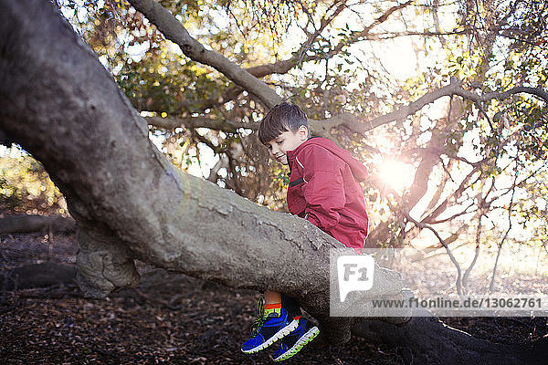 Junge sitzt auf Baumstamm im Wald