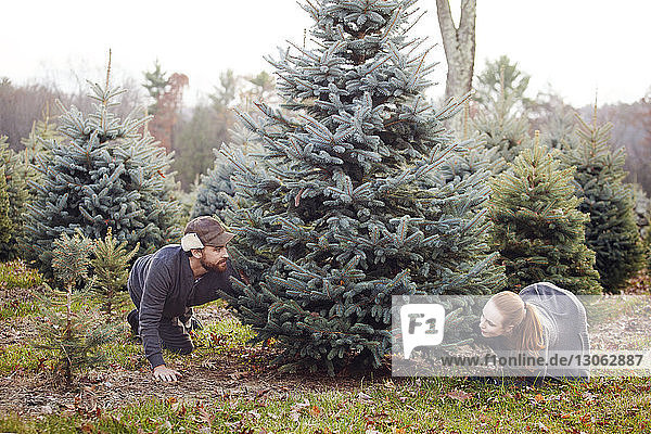 Couple selecting Christmas tree at pine tree farm
