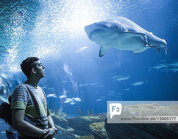 Man looking at shark fish while standing in aquarium