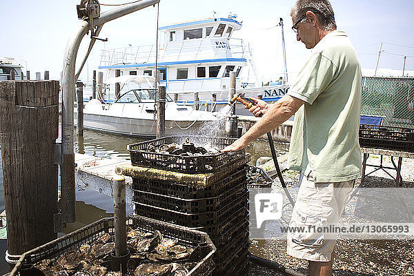 Side view of man spraying water on oysters in containers