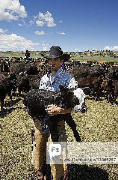Cowboy carrying calf while standing on field