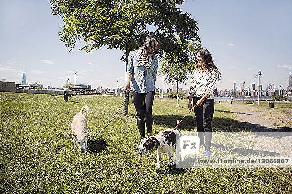 Glückliche Frauen gehen mit Hunden auf dem Grasfeld des Parks spazieren