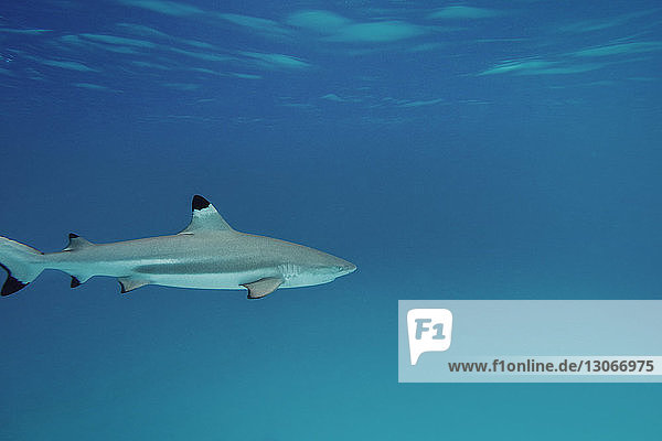 Seitenansicht eines unterseeisch schwimmenden Hais