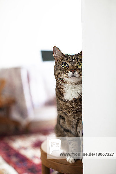 Katze schaut auf  während sie zu Hause auf einem Hocker sitzt