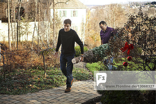 Vater und Sohn tragen einen Weihnachtsbaum  während sie im Garten spazieren