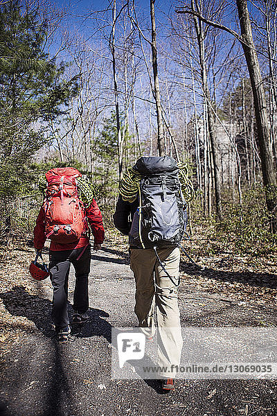 Rear view of hikers walking on road in forest