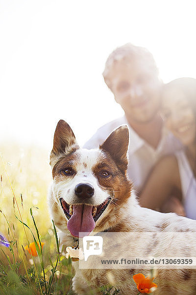Porträt eines Hundes mit Mann und Frau vor klarem Himmel