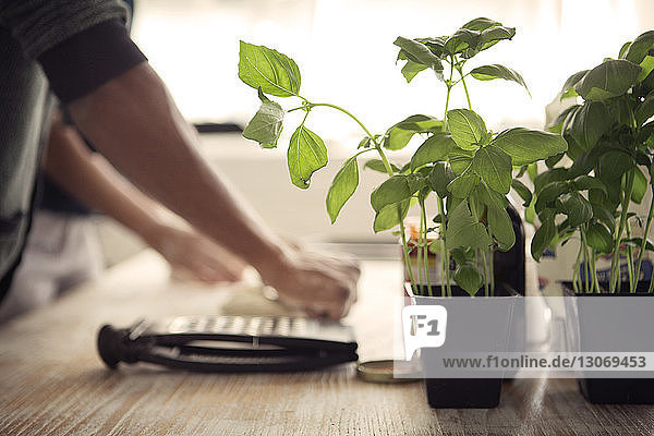 Beschnittenes Bild eines Mannes  der am Küchentisch Teig an Basilikumpflanzen rollt