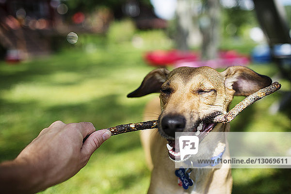 Dog pulling stick from man's hand at park