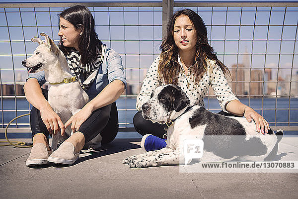 Freundinnen mit Hunden sitzen bei Sonnenschein auf einer Brücke in der Stadt
