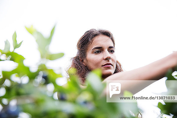 Niedrigwinkelansicht einer Frau bei der Ernte in einer Blaubeerfarm gegen den Himmel