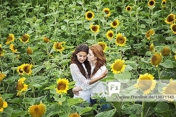Zärtliches lesbisches Paar steht im Sonnenblumenfeld