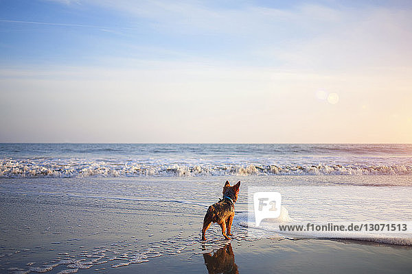 Rückansicht eines Yorkshire-Terriers  der am Strand am Ufer steht