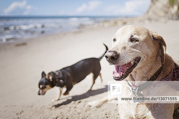 Hund auf Sand am Strand
