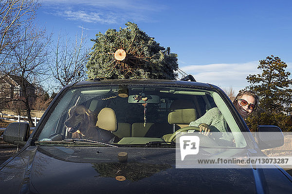 Glückliche Frau mit Golden Retriever im Auto  während sie eine Kiefer auf dem Dach trägt