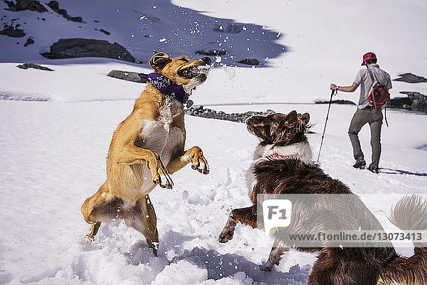 Hunde spielen  während ein Mann auf einem schneebedeckten Feld steht