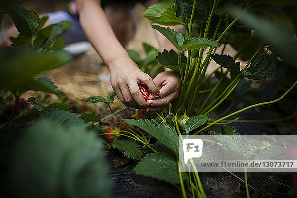 Cropped image of girl picking strawberry from plant