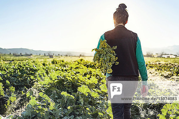 Rückansicht einer Frau  die Pflanzen hält  während sie auf dem Bauernhof gegen den klaren Himmel geht