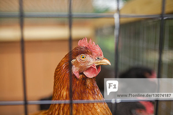 Nahaufnahme einer Henne im Hühnerstall