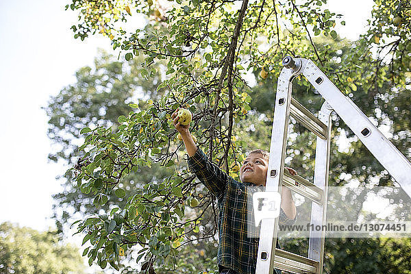 Boy picking pear while standing on ladder at farm