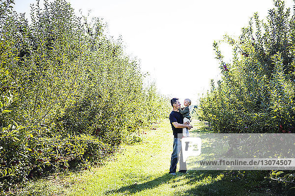 Father carrying son while standing on field in apple orchard